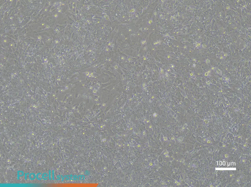 Rat Embryonic Hepatoblast Complete Medium - 1