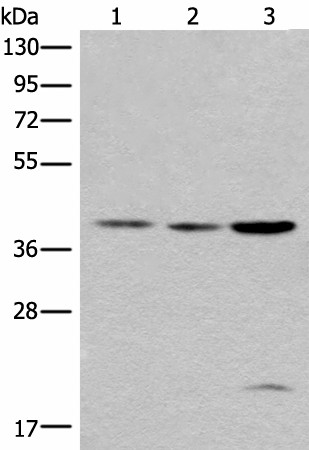 Western blot analysis of 293T cell lysates  using ROM1 Polyclonal Antibody at dilution of 1:400