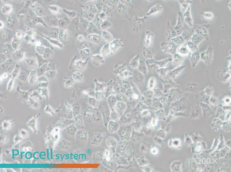 NCI-H23 Cell Complete Medium - small - 6