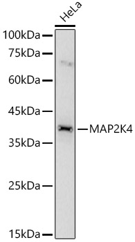 Western blot analysis of HeLa using MAP2K4 Polyclonal Antibody at 1:500 dilution.