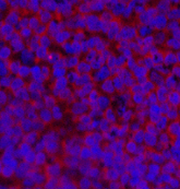 Immunofluorescence analysis of Rat spleen tissue using Cyclin E1 Polyclonal Antibody at dilution of 1:200.