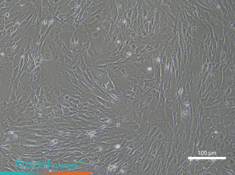 Mouse Colonic Smooth Muscle Cell Complete Medium - 1