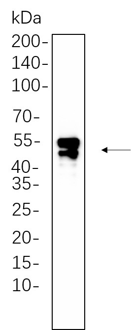 Recombinant JNK1/2/3 Monoclonal Antibody-searchlist-1