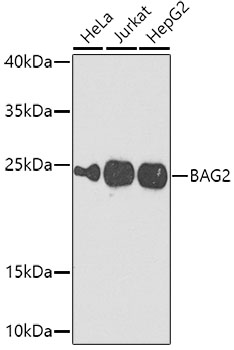 Western blot analysis of extracts of various cell lines using BAG2 Polyclonal Antibody at 1:1000 dilution.