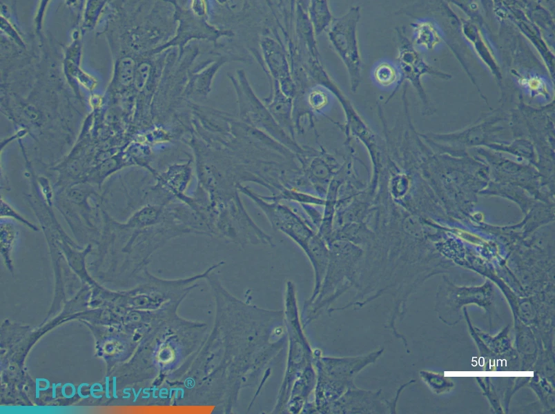 Mouse Microvascular Pericyte Complete Medium - small - 4