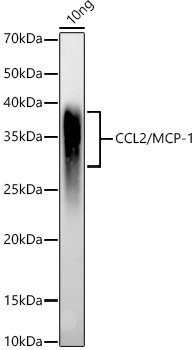 Western blot analysis of various lysates using CCL2/MCP-1 Polyclonal Antibody at 1:2000 dilution.