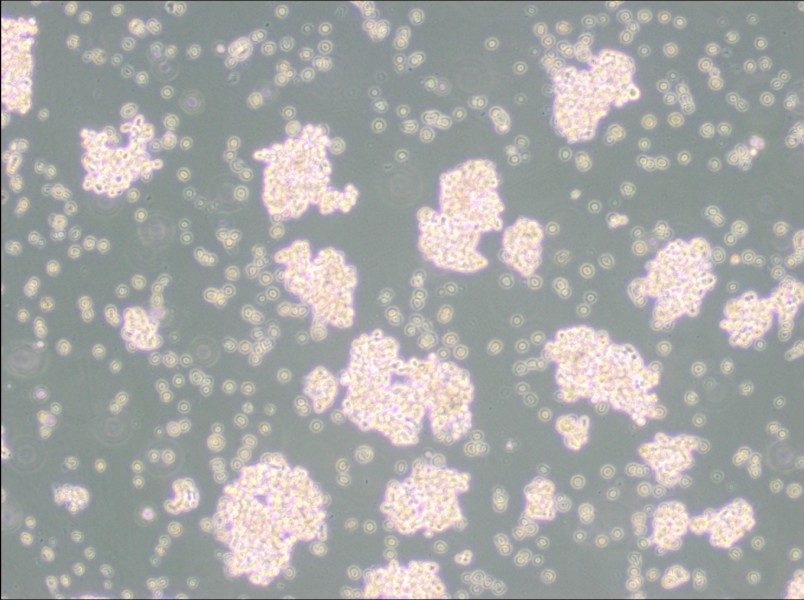 NCI-H69 Cell Complete Medium - small - 4