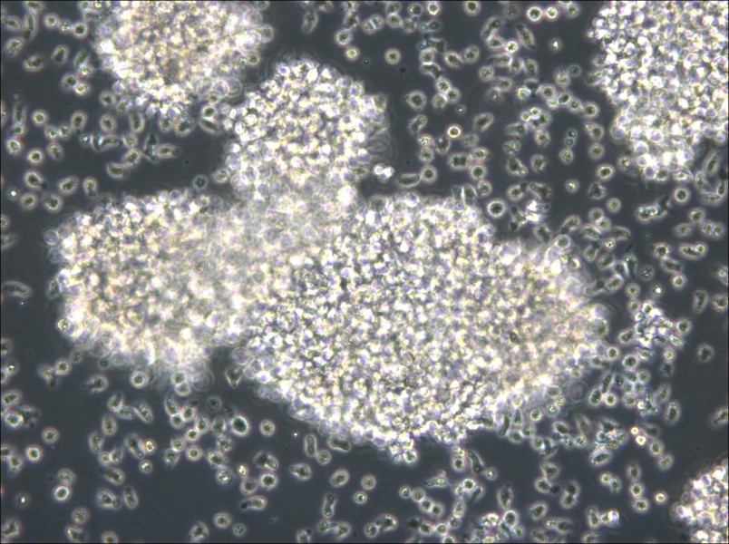 MC/CAR Cell Complete Medium - small - 6