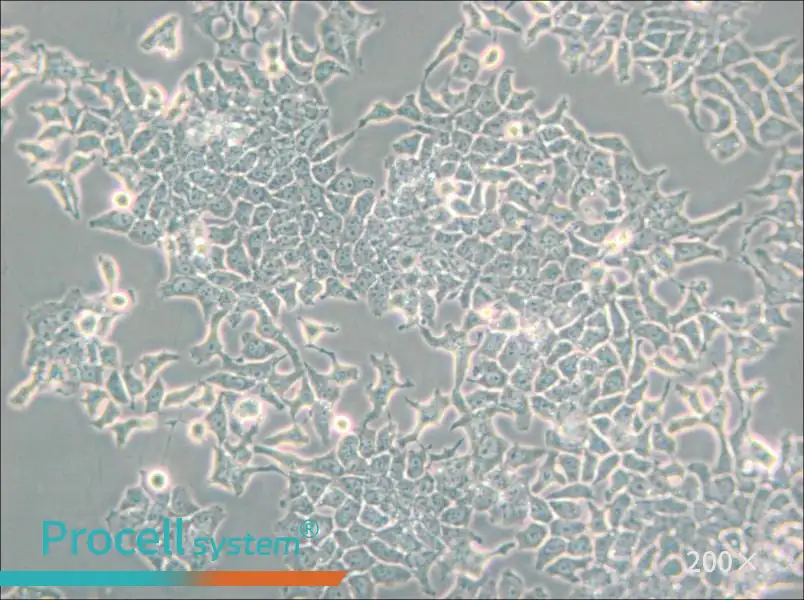 H-4-II-E [H4-II-E] Cell Complete Medium - 6