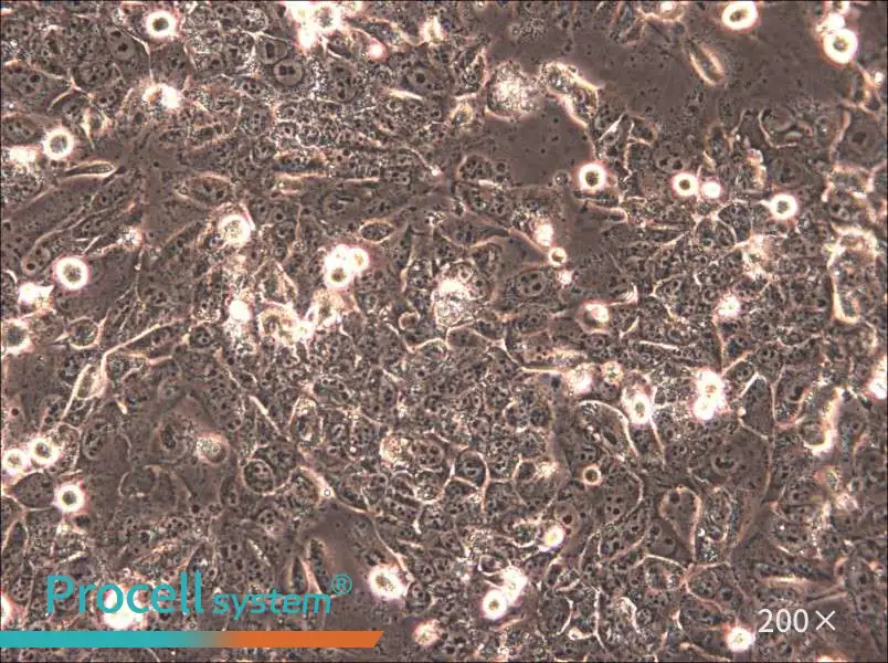 HTh83 Cell Complete Medium - 4