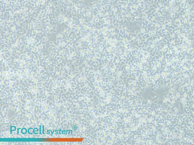LIM1215 Cell Complete MediumLIM1215 Cell Complete Medium - 2