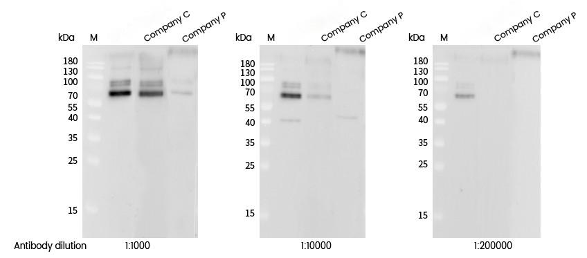 Recombinant Phospho-p70 S6 Kinase 1 (Thr389) Monoclonal Antibody - small - 3