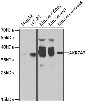 Western blot analysis of extracts of various cell lines using AKR7A3 Polyclonal Antibody at 1:1000 dilution.