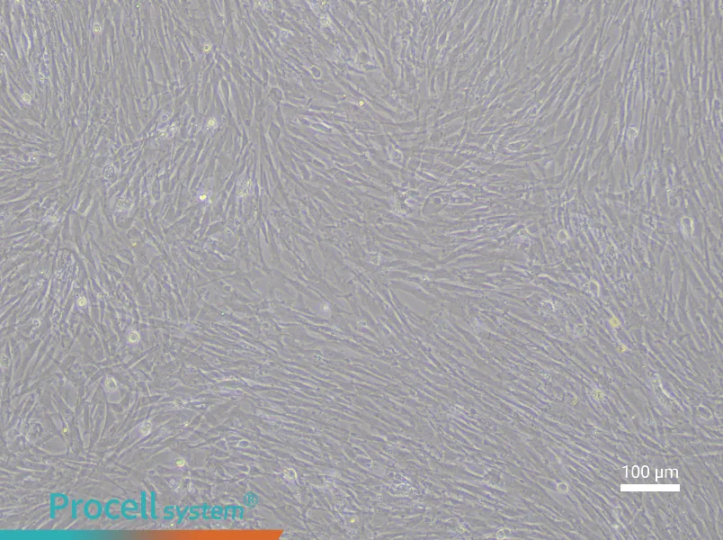 Chicken Adipose-Derived Stem Cell Complete Medium - 3