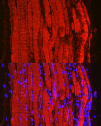 Immunofluorescence analysis of mouse skeletal muscle using Fbx32/FBOX32 Polyclonal Antibody at dilution of 1:100 (40x lens). Blue: DAPI for nuclear staining.