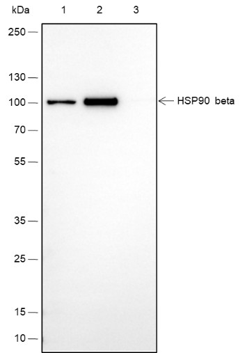 Recombinant HSP90 beta Monoclonal Antibody - small - 5