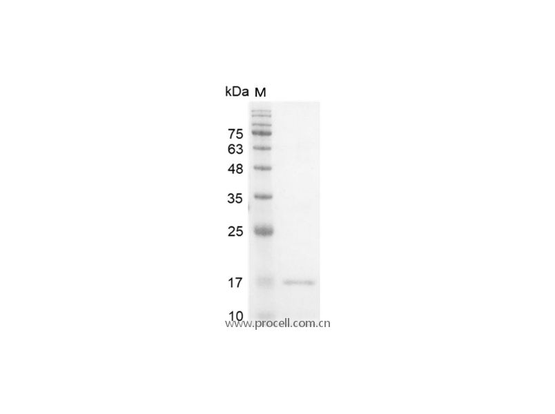 https://789.bio/ec/GKOG4O
