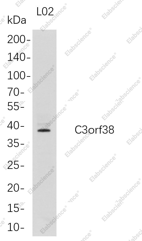 Recombinant C3orf38 Monoclonal Antibody - 1