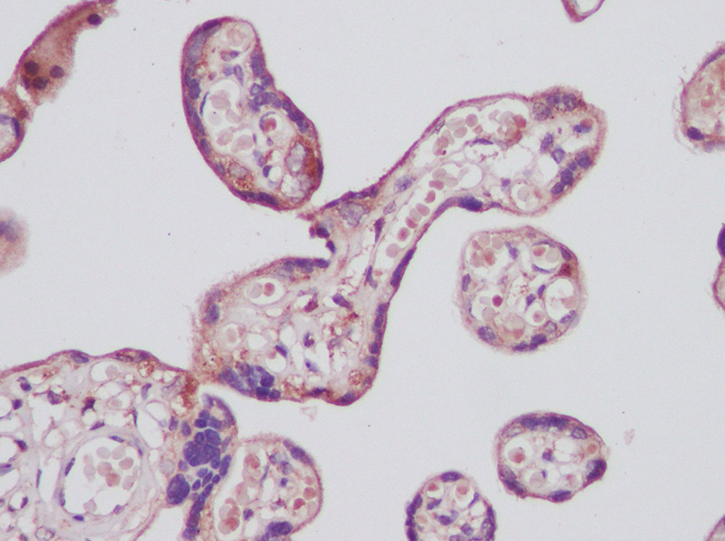 AF/LE Purified Anti-Mouse/Human GAL3 Antibody[M3/38]-产品推荐-1