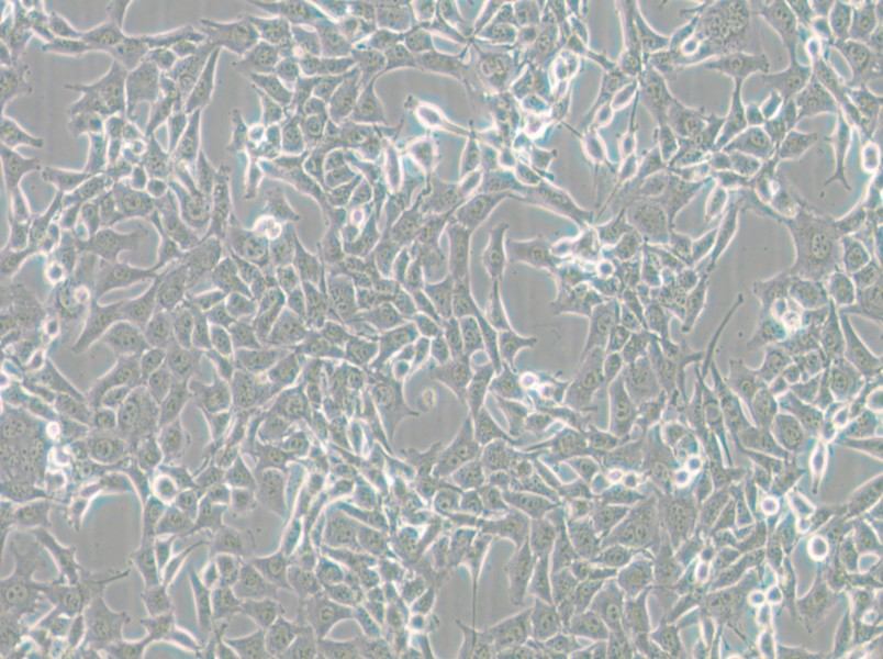 MC38 Cell Complete Medium - small - 6