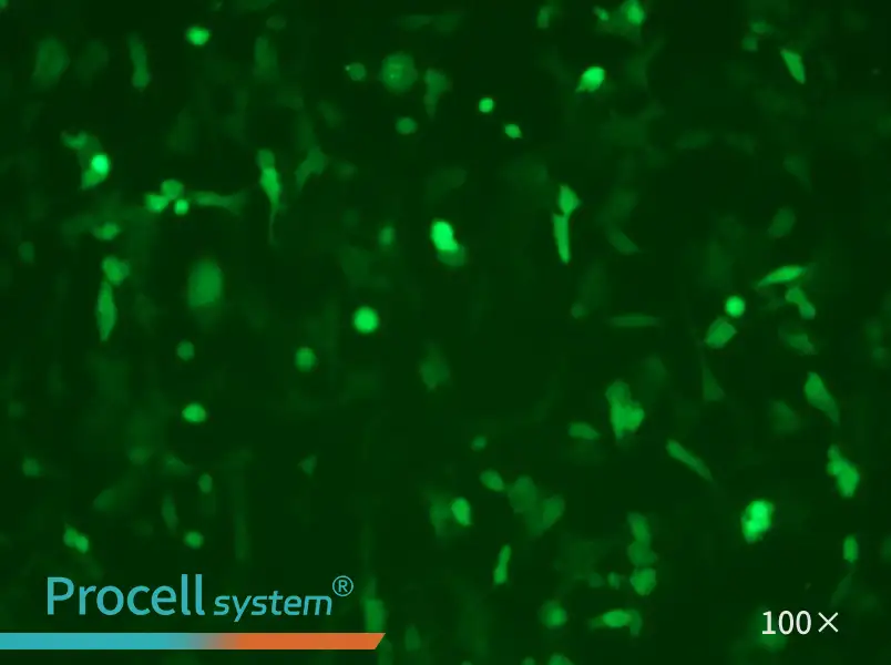 MC38-GFP - 1