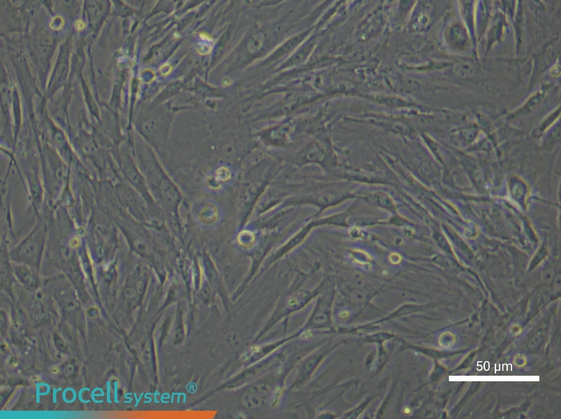 Mouse Brown Adipose-Derived Stem Cell Complete Medium - 5
