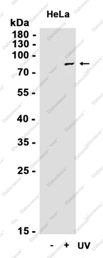 Recombinant Phospho-STAT1 (Ser727) Monoclonal Antibody - 2