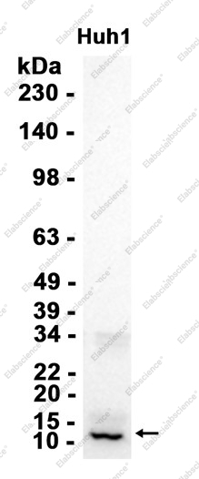 Recombinant Cytochrome C Oxidase subunit Vic Monoclonal Antibody - 1