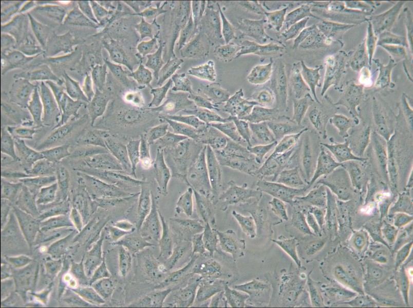 LN229 [LN-229; LNT-229] Cell Complete Medium - 5