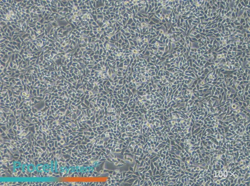 RKO Cell Complete Medium - 1