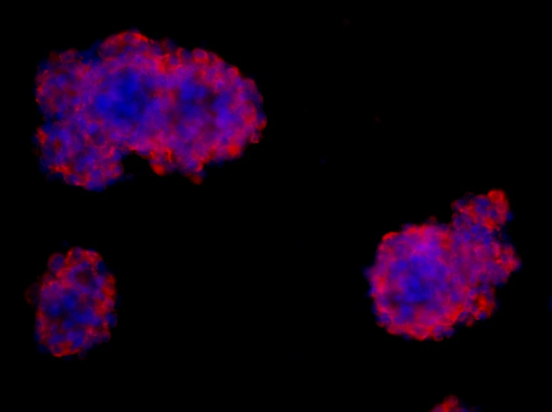 Rat Neural Stem Cell Complete MediumRat Neural Stem Cell Complete Medium - 2
