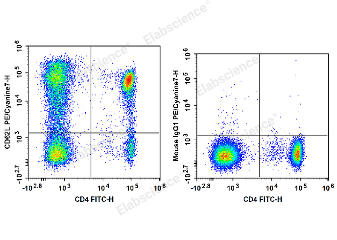 Human peripheral blood lymphocytes are stained with FITC Anti-Human CD4 Antibody and PE/Cyanine7 Anti-Human CD62L Antibody (Left). Lymphocytes are stained with FITC Anti-Human CD4 Antibody and PE/Cyanine7 Mouse IgG1, κ Isotype Control (Right).