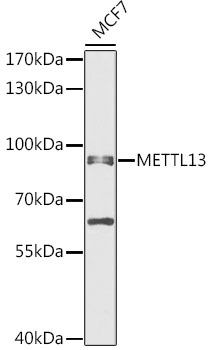 Western blot analysis of extracts of MCF7 cells using METTL13 Polyclonal Antibody at 1:1000 dilution.