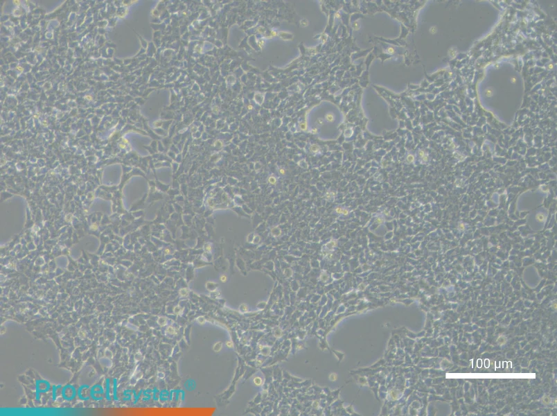 RD-ES Cell Complete MediumRD-ES Cell Complete Medium - 2