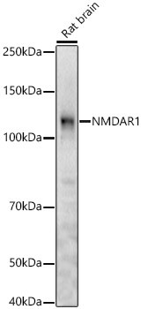 Western blot analysis of Mouse brain using NMDAR1 Polyclonal Antibody at 1:2000 dilution.