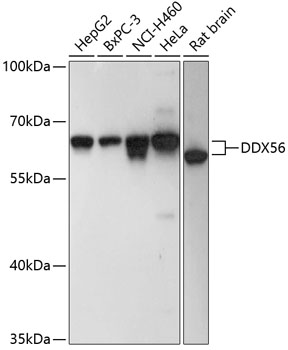 Western blot analysis of extracts of various cell lines using DDX56 Polyclonal Antibody at dilution of 1:3000.