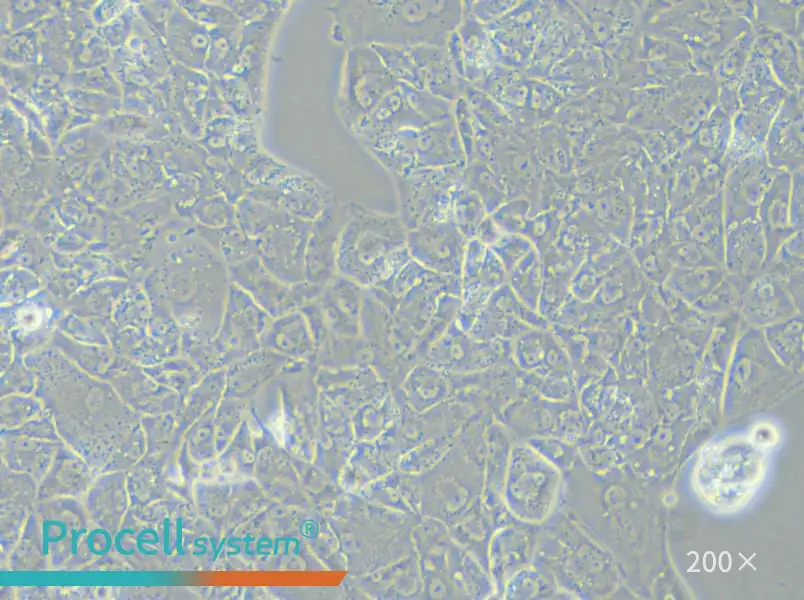 A-704 Cell Complete Medium - small - 4