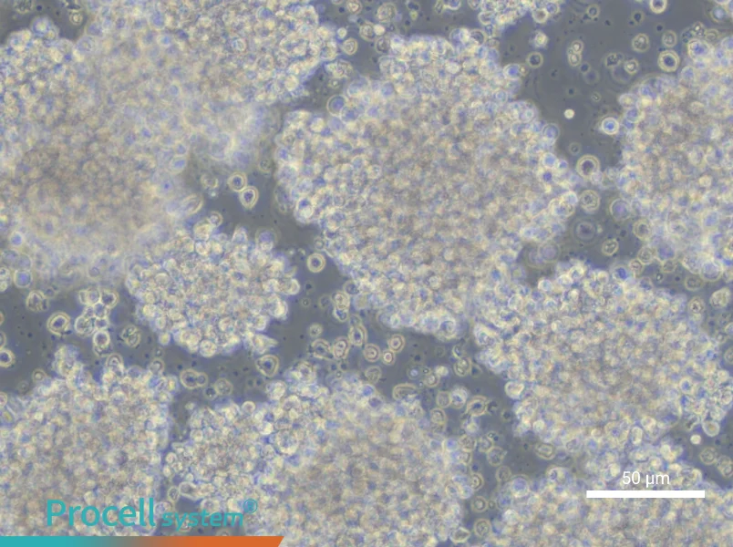 WSU-NHL Cell Complete Medium - 5