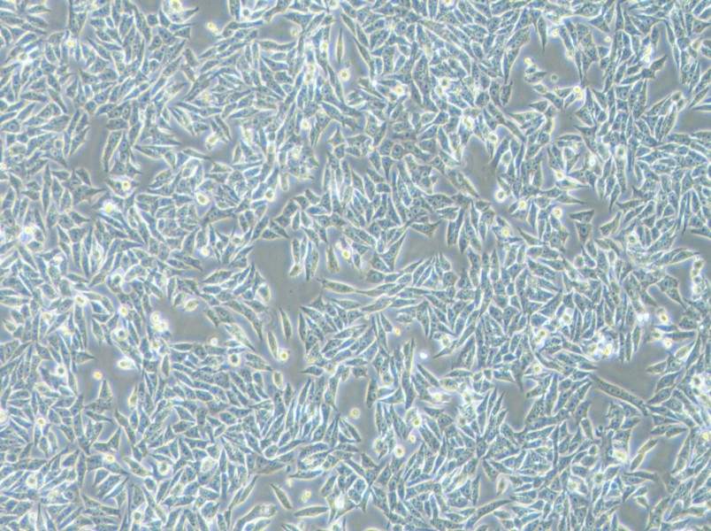 HGC-27 Cell Complete MediumHGC-27 Cell Complete Medium - 3