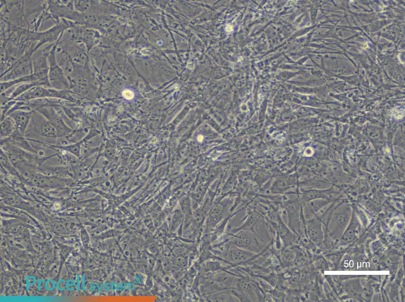 C3H/10T1/2, Clone 8 Cell Complete Medium - 4