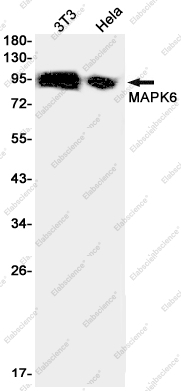 Recombinant MAPK6 Monoclonal Antibody - 1