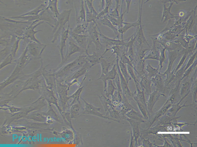 Rat Brain Microvascular Pericyte Complete Medium - 4