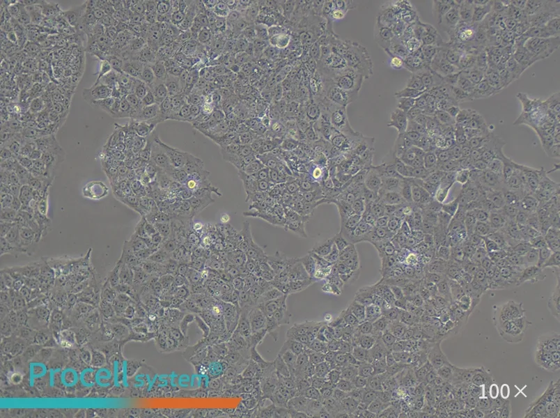 JEG-3 Cell Complete Medium - 3