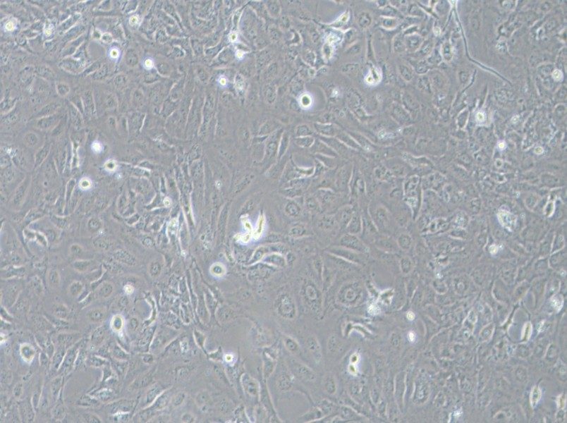 LX-2 Cell Complete Medium-searchlist-1