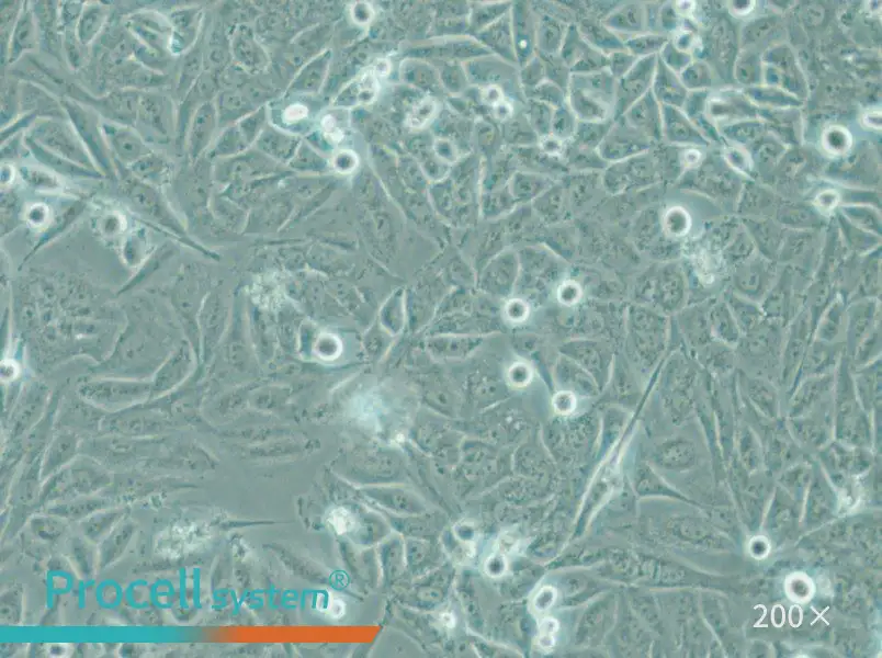 PSN1 Cell Complete Medium - 6