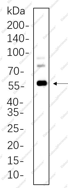 Recombinant c-Fos Monoclonal Antibody - 1