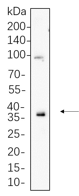 Recombinant MCL1 Monoclonal Antibody-searchlist-1