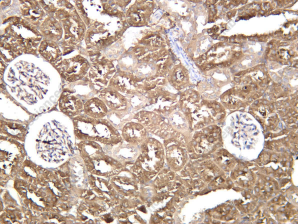 Recombinant XDH Monoclonal Antibody - 3