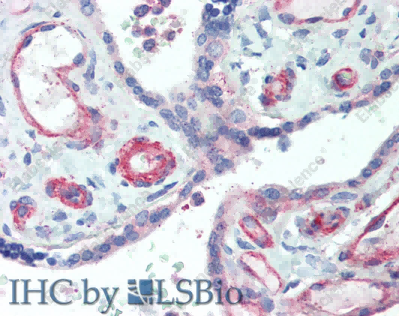 APOL2 Polyclonal Antibody - 4