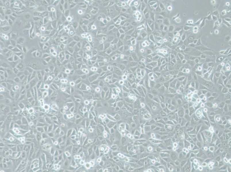 COLO-680N Cell Complete MediumCOLO-680N Cell Complete Medium - 2